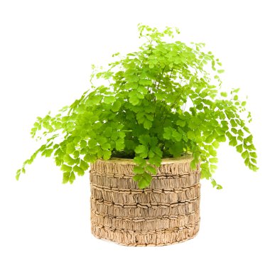 adiantum capillus-veneris fern yaprak üzerinde beyaz izole