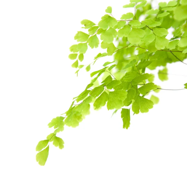 stock image Adiantum capillus-veneris fern leaf isolated on white