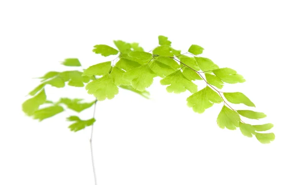 Adiantum capillus-veneris fern leaf isolated on white — Stock Photo, Image