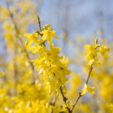 Flowering Forsythia branchs, sunny spring day clipart