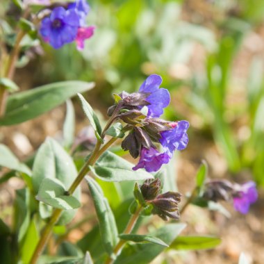 Çiçekli mavi lungwort (Pulmonaria)