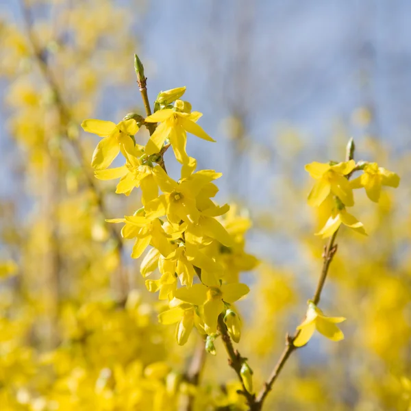 Flowering Forsythia branchs, sunny spring day — Stock Photo, Image