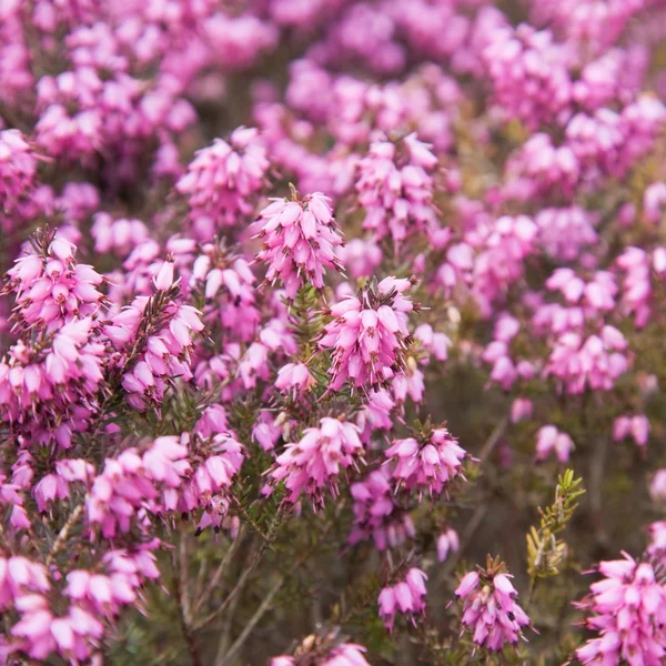 Flowering pink Erica — Stock Photo, Image