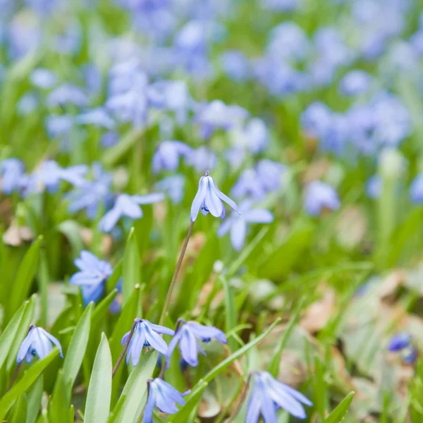 Flowering Siberian squill (Scilla siberica; wood squill; spring — Stock Photo, Image