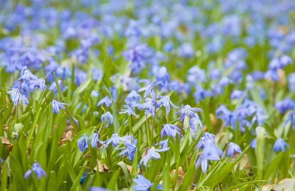 Calambre siberiano floreciente (Scilla siberica; calambre de madera; primavera — Foto de Stock