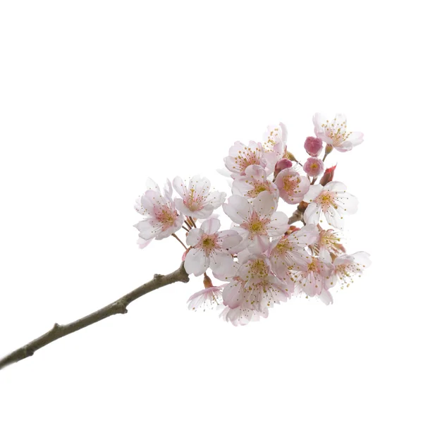 Prunus pseudocerasus en floraison (cerisier acide chinois ou faux chercher) — Photo