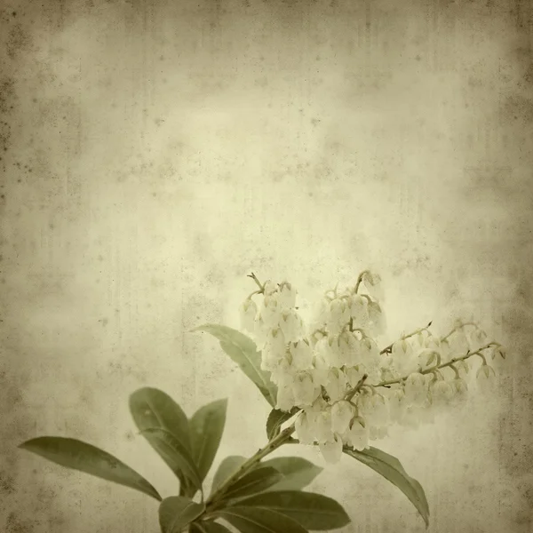 stock image Textured old paper background with Pieris japonica (Japanese an