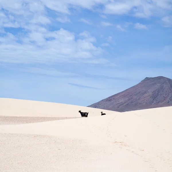 Fuerteventura, Kanarya Adaları — Stok fotoğraf