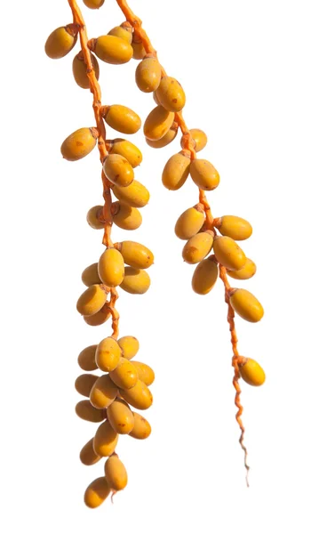 stock image Phoenix palm fruit isolated on white background