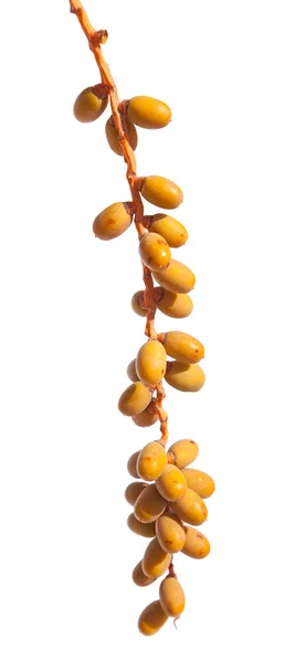 Phoenix palm fruit isolated on white background — Stock Photo, Image