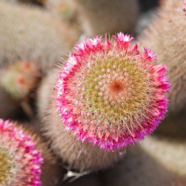 Flowering crown of Mammillaria spinosissima cactus clipart