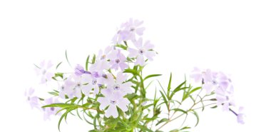 Phlox subulata isolated clipart