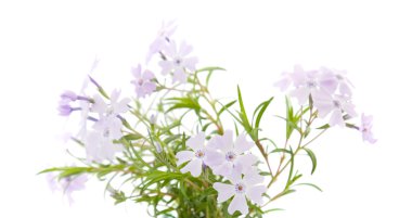 phlox subulata izole