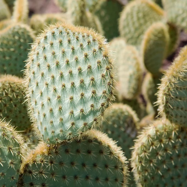 Fundo natural com Opuntia cacti (nopales, paddle cactus ) — Fotografia de Stock