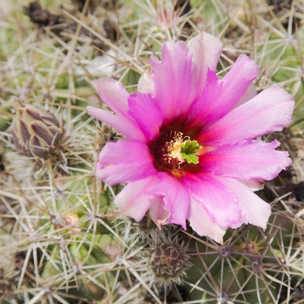 Purpurová kvetoucí kaktus — Stock fotografie