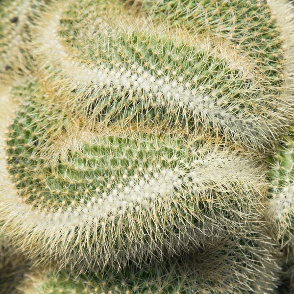 Curvas em forma de serpente de Mammilaria cristata cactus — Fotografia de Stock