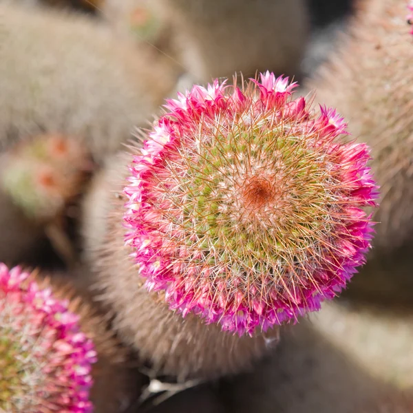 stock image Flowering crown of Mammillaria spinosissima cactus