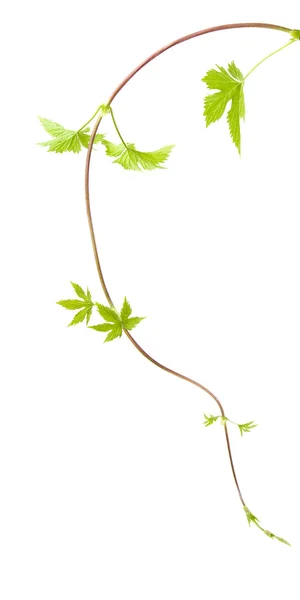 Chmiel młodych liści na długie, cienkie poszukiwaczem"" — Zdjęcie stockowe