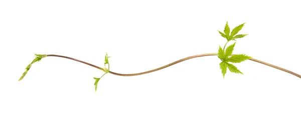 Young hop leaves on a long thin "seeker" — Stock Photo, Image