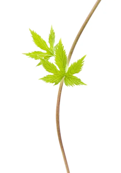 Young hop leaves on a long thin "seeker" — Stock Photo, Image