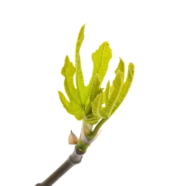 Folhas de figo jovens isoladas no fundo branco — Fotografia de Stock