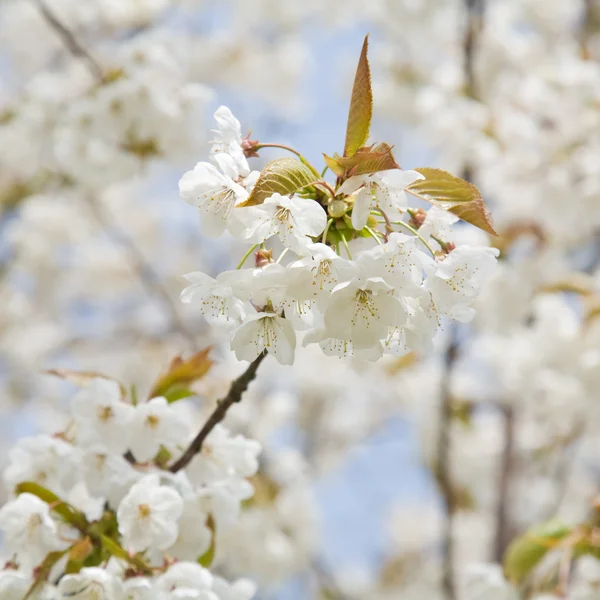 Цветение белой вишни — стоковое фото