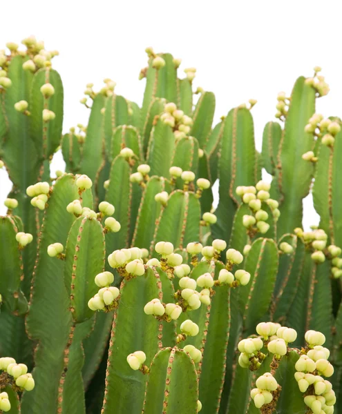 Hustý shluk Euphorbia abyssinica (pouštní svíčka) — Stock fotografie