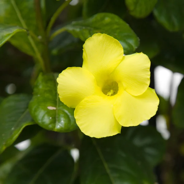 Жовтий flwoering mandevilla (dipladenia) — стокове фото