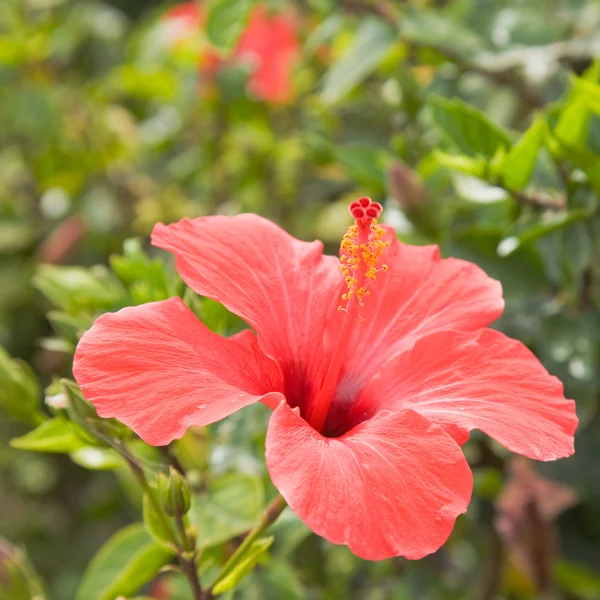 Blühender roter Hibiskus, quadratischer natürlicher Hintergrund — Stockfoto