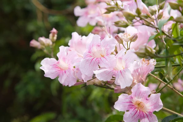 Pandorea ricasoliana （ピンク tecoma、ピンクの大輪の花のクラスター — ストック写真