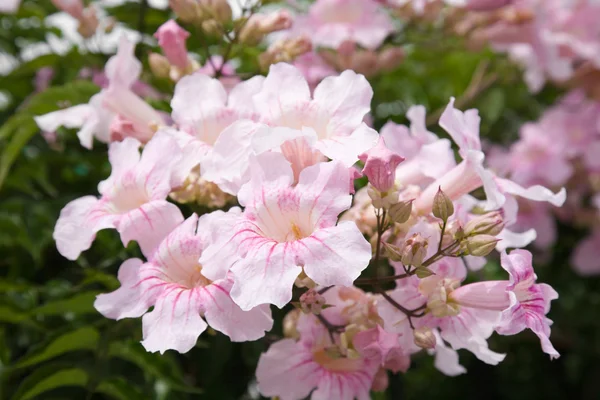 Duży kwiat grono: pandorea ricasoliana (różowy tecoma, różowy — Zdjęcie stockowe