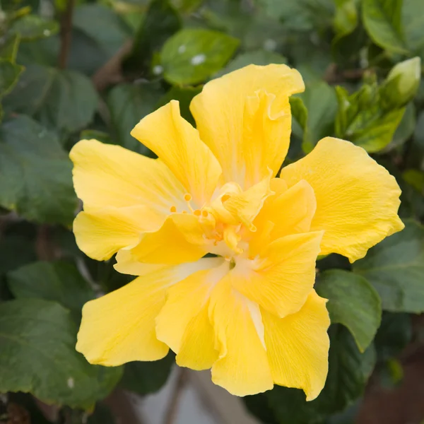 Fondo cuadrado natural con hermosa flor de hibisco amarillo — Foto de Stock