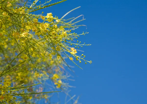 Kvetoucí parkinsonia aculeata — Stock fotografie