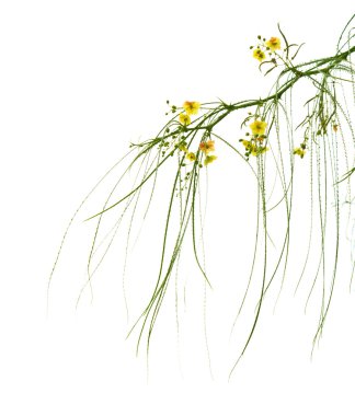 Flowering Parkinsonia aculeata isolated on white background clipart