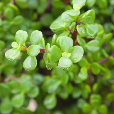 Wet crassula branches background clipart