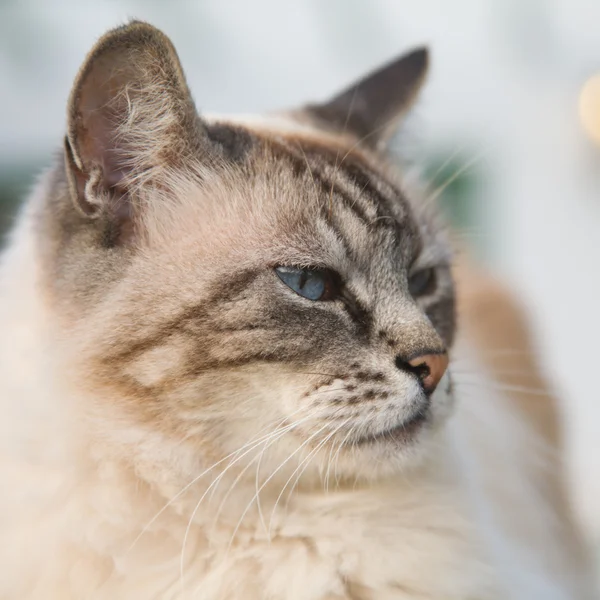 Belo gato de olhos azuis — Fotografia de Stock