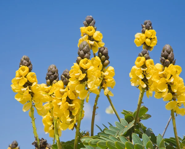 stock image Cassia didymobotrya (Popcorn Cassia, Peanut Butter Senna)