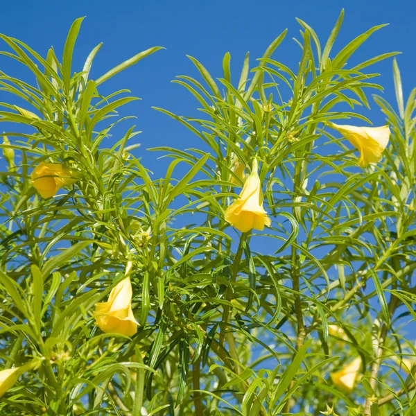 stock image Thevetia peruviana (yellow oleander)