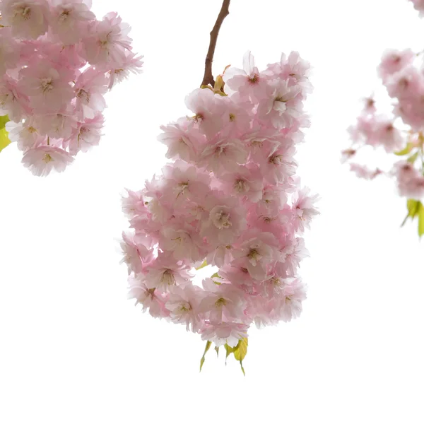 stock image Beautiful ornamental cherry blossoms isolated on white