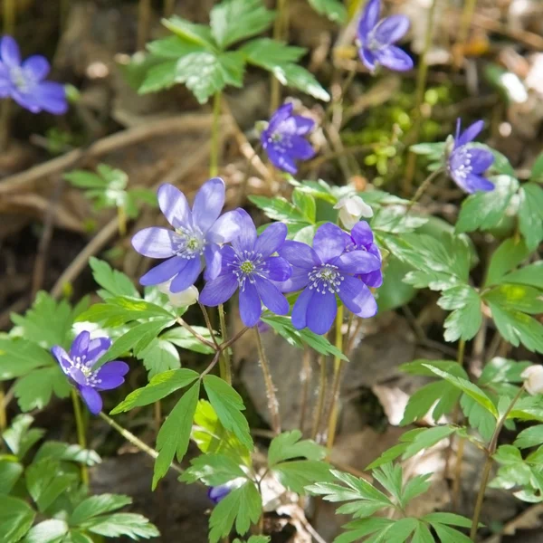 Liverwort (Hepatica nobilis) growing together with wood anemone on the fore — Stock Photo, Image