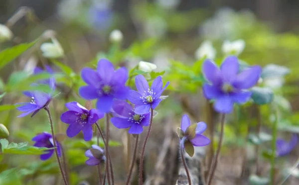Liverwort (Hepatica nobilis) growing together with wood anemone on the fore — Stock Photo, Image
