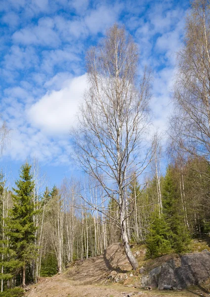 Primavera septentrional - borde forestal — Foto de Stock