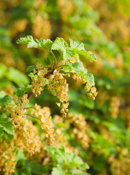 Wild currant flower clusters — Stock Photo, Image