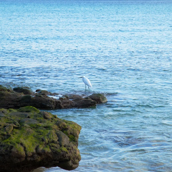Little Egret, Egretta garzetta caza en el borde del océano —  Fotos de Stock
