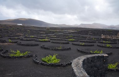 La geria - lanzarote, Kanarya Adaları, üzüm Reajini