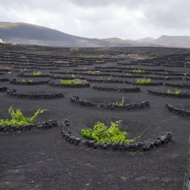 La geria - lanzarote, Kanarya Adaları, üzüm Reajini