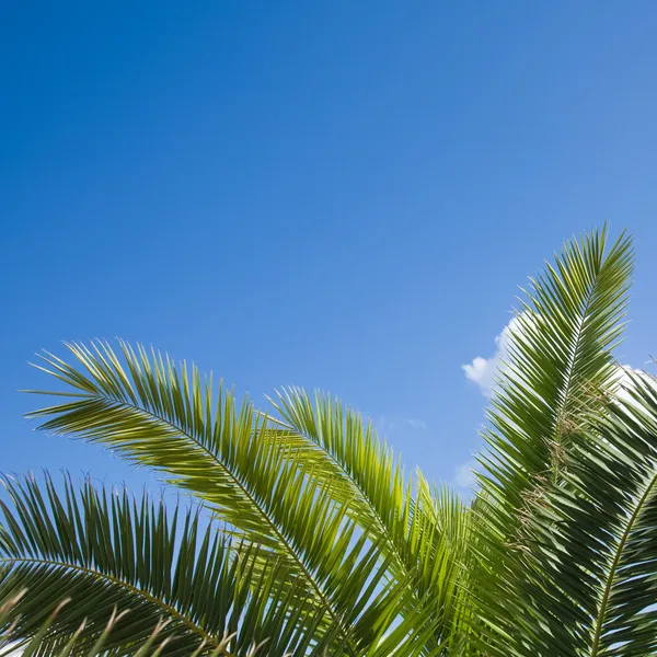 Palmové listy proti modré obloze — Stock fotografie