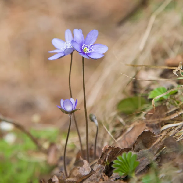 Liverwort (Hepatica nobilis) crescendo no chão da floresta — Fotografia de Stock