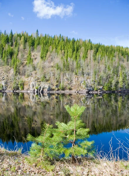 Primavera do Norte - lago florestal — Fotografia de Stock
