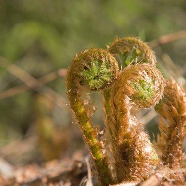 Unfurling fern shoots; northern spring clipart